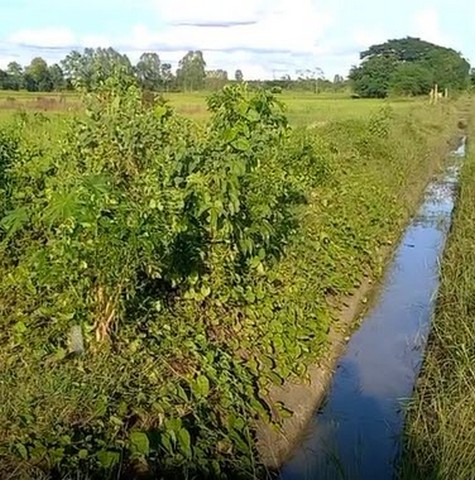 ที่ดิน ขายที่ดินทุ่งนา บ้านนาเพียง ต.สำราญ อ.เมืองขอนแก่น จ.ขอนแก่น 3224 sq.wa 6200000 B. ใกล้ โรงเรียนบ้านนาเพียง สภาพเยี่ยม!
