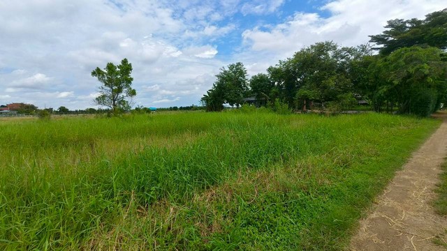 ขายที่ดิน คลอง7 หนองเสือ ปทุมธานี 2 ไร่ 65 ตรว ต.บึงชำอ้อ อ.หนองเสือ จ. ปทุมธานี