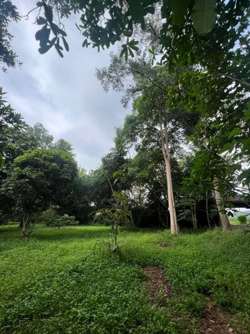ขายที่ดินหนองปลาไหล บางละมุง แปลงสวย ติดถนนสันติคาม FP-L01323