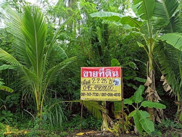 ขายที่ดิน 2-2-28 ไร่ ทำเลสวย ธรรมชาติ รมรื่น อัมพวา สมุทรสงคราม ZW616