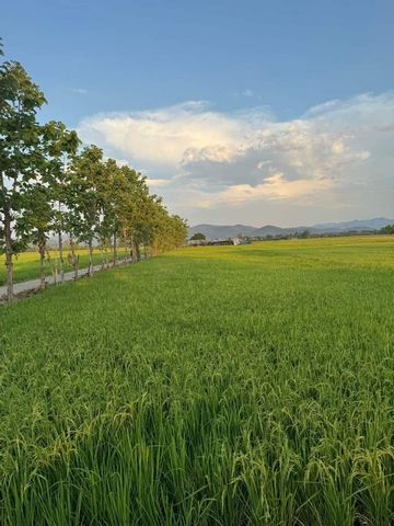 ขายที่ดินด่วน ไร่ละ 750,000 บาท 4-2-24 ตรว. #ดอยสะเก็ด #แม่ฮ้อยเงิน วิวสวย บรรยากาศดี ราคานี้หายากนะคะ ไฟฟ้าเข้าถึง มีแม่น้ำติดอยู่ด้วย