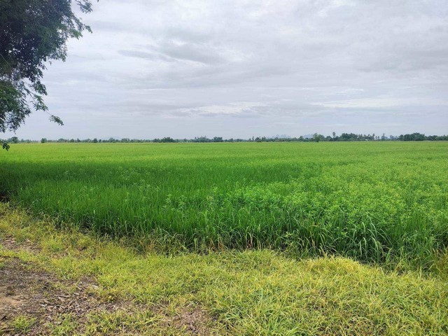 ที่นา 14-3-15 ไร่ ใกล้แหล่งน้ำ ตำบลตาขีด บรรพตพิสัย นครสวรรค์ ZK574