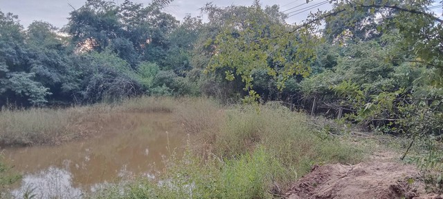 โปรปังทรัพย์ดีปลายปี68 ขายที่สวยติดทางหลวง1107 บ้านตาก จ.ตาก คมนาคมสะดวก ไร่ละ 300000 ต.ตากตก อ.บ้านตาก จ.ตาก 0837124115