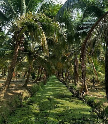 ขายด่วน บ้านเดี่ยว อมรชัย 5 ใกล้ทางด่วนและเซ็นทรัล พระราม 2 เดินทางสะดวก 2