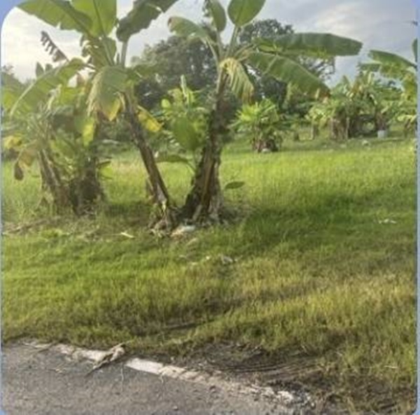 ขายที่ดิน ดอนเจริญ เมืองนครนายก 200 ตร.ว. ติดถนน มีน้ำ มีไฟ พร้อม ไลน์ korn6655 2