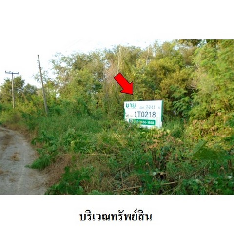 ขายที่ดินว่างเปล่าโครงการ บางไทรการ์เด้น ถนน สายปทุมธานี-สามโคก-เสนา ตำบล บางไทร อำเภอ บางไทร จังหวัด พระนครศรีอยุธยา