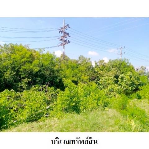 ขายที่ดินว่างเปล่า ถนน สายสงขลา-ระโนด (ทล.408) ตำบล ท่าบอน อำเภอ ระโนด จังหวัด สงขลา