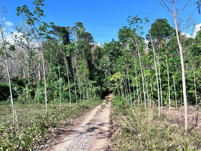 ขายที่ดินสวนยางพารา จ.สตูล บรรยากาศดี เงียบสงบ โอบล้อมด้วยธรรมชาติ เหมาะสำหรับทำสวน ใกล้ถนนทางหลวง เดินทางสะดวก