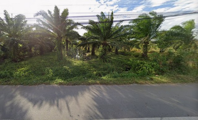 ขายที่ดินสวนปาล์ม ที่ดินสวย ทำเลดี ติดถนน เดินทางสะดวก จ.สตูล