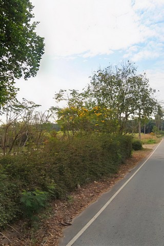 ขายที่ดินบ้านบึงชลบุรี ขายที่ดิน 12 ไร่ 3 งาน 50.5 ตารางวา พื้นที่สีเหลือง
