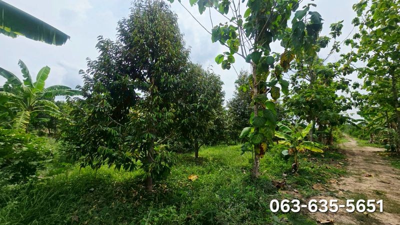 ขายที่เปล่า ที่สวนผสมผสาน ต.ป่าขะ อ.บ้านนา จ.นครนายก การเดินทางสะดวกสบาย เข้าจากถนนสี่เลนเส้นบ้านนาแก่งคอยเพียง 300 เมตรเท่านั้น