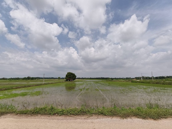 ขายที่ดิน ที่นา พิษณุโลก อำเภอวังทอง 19 ไร่ สวยมาก วิวนาสวย อากาศดี เงียบสงบ โทร 063-2825635