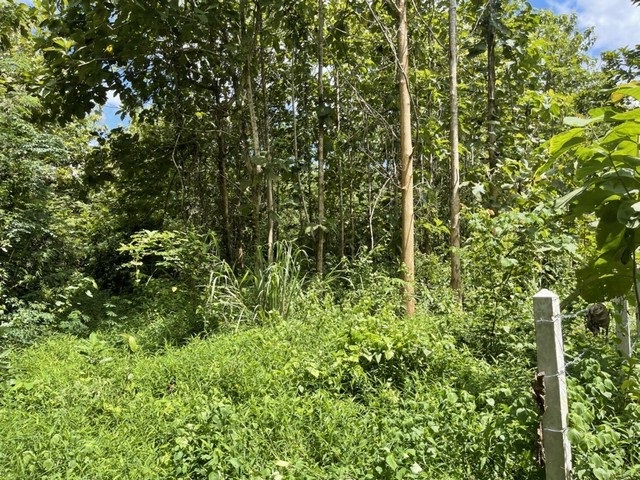 DSL-133 ขาย ที่ดิน ที่ดิน เชียงคาน จ.เลย ใกล้กับ ห่างถนนคนเดินเชียงคาน 1 กม. 19 ไร่ 1 งาน 7774 ตารางวา 35080500 บาท