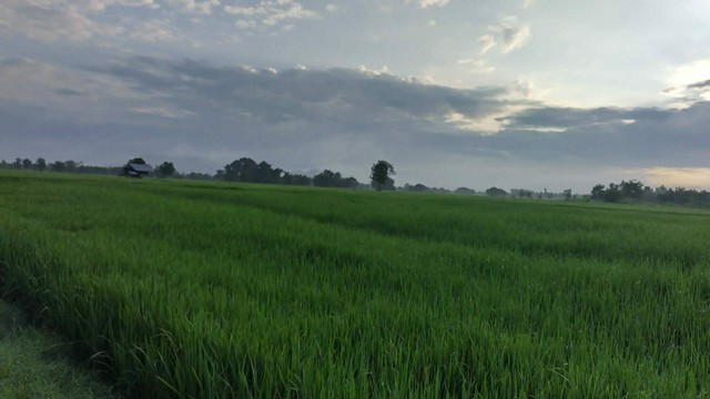 ขายที่ดินราคาถูกอำเภอเนินมะปราง จังหวัดพิษณุโลก เนื้อที่ 10 ไร่