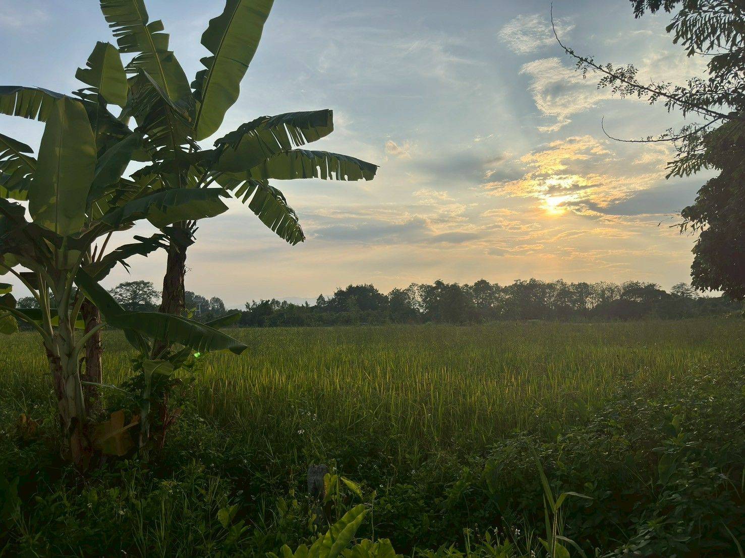 ขายที่ดินสวย บ้านร้องขี้เหล็ก ติดถนน ติดน้ำไหลตลอดปี ทำเลศักยภาพสูง (วงแหวนรอบ 4 ตัดผ่านที่ดิน)