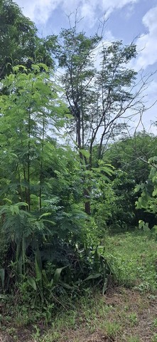 ขายอาคารพาณิชย์ ถ.สายสุราษฎร์-ตะกั่วป่า ต.เขาวง อ.บ้านตาขุน จ.สุราษฎร์ธานี 6